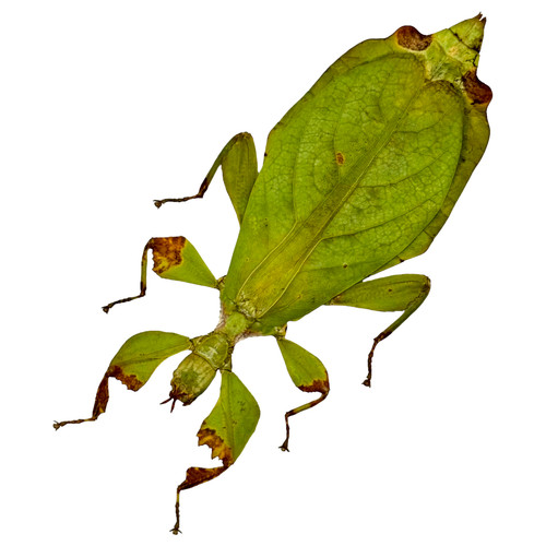 Green leaf insect phyllium - leaf,