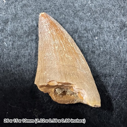 Mosasaur tooth fossil genuine - fossil,,