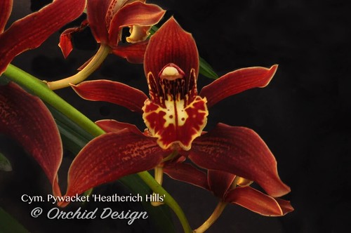 Fragrant cymbidium pywacket - fragrant,