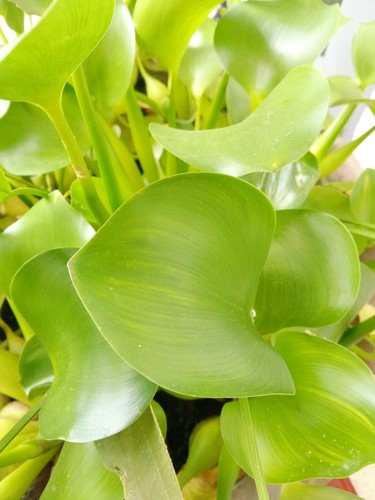 Water hyacinth leaves 100g sri - leaves,