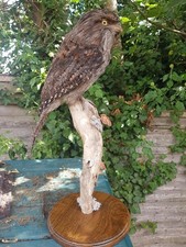 Taxidermy Bird stuffed mounted