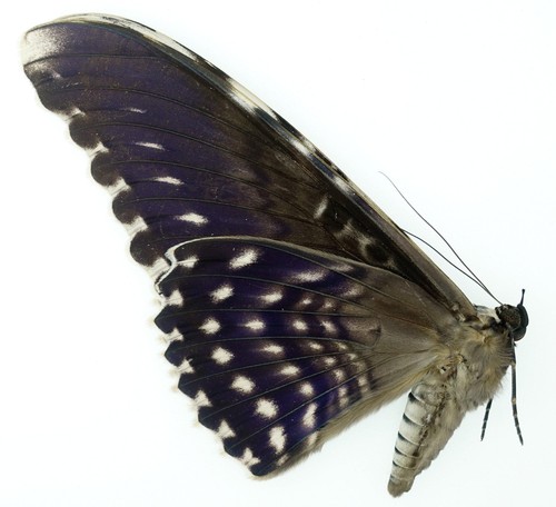 Thysania agrippina white - |,