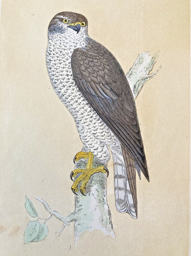 Goshawk antique hand coloured - goshawk,