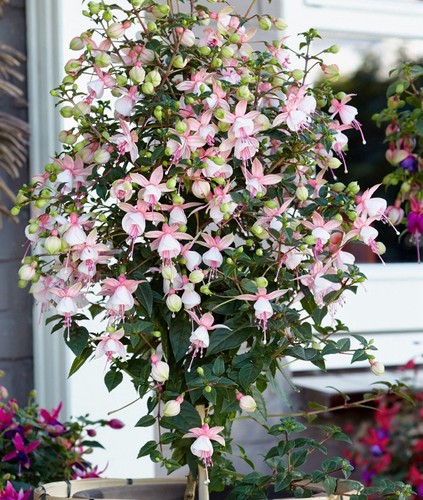Fuchsia elma summer garden - fuchsia, 'elma'