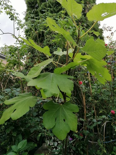 Fig tree brown turkey hardy - tree,
