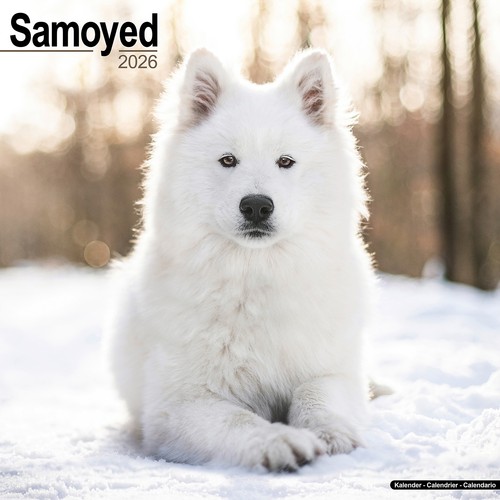 Samoyed 2026 calendar - samoyed,