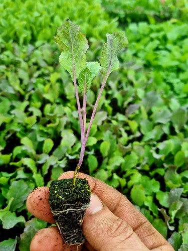 January king cabbage plug - king,
