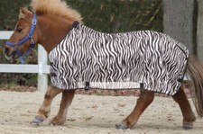 Miniature Horse Zebra Print