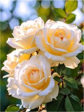 Tile Mural White Rose Floral