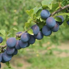 Damson Plum Fruit Hardy Tree Garden Plant 'Merryweather' 1 Bare Root Tree T&M