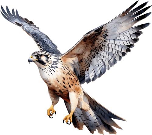 Watercolour falcon bird wall - bird,