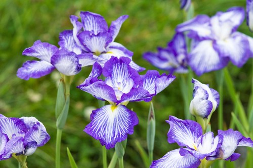 Iris ensata dinner - ensata,