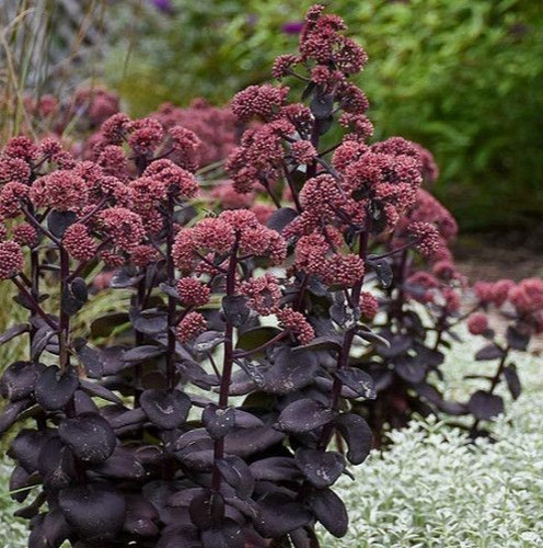 Sedum dark canyon alpine