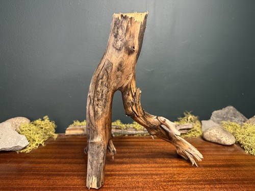 Manzanita driftwood - 12”,