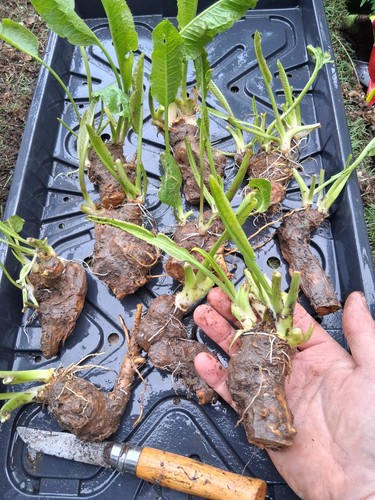 Horse radish plants large - horse,