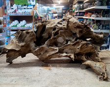 Derwen Oak Bogwood 24-68cm