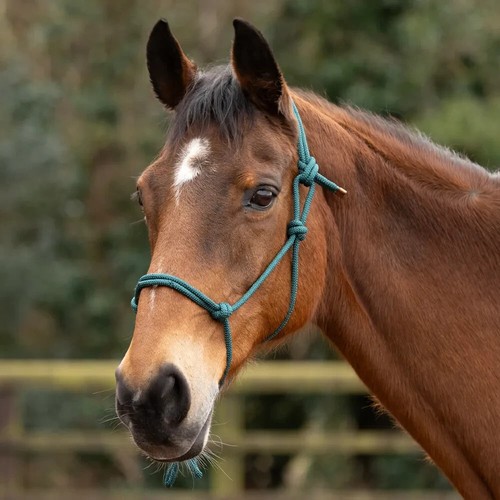 Horse equestrian rope - horse,