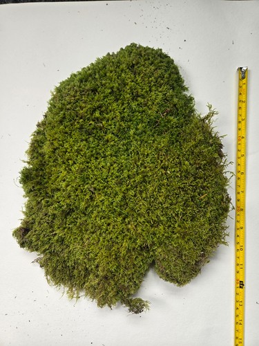 Fresh live forest carpet moss - fresh,