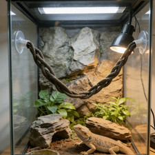 Hanging Swing Lizard Hammock