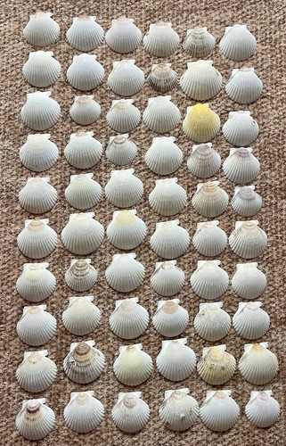 100pcs scallop shells - scallop,