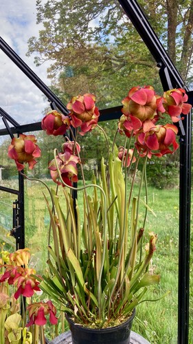 Sarracenia seedlings from - sarracenia,