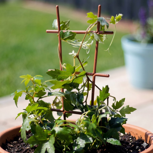 Plant climbing trellis flower - plant,