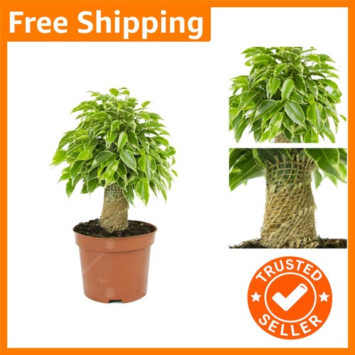 Ficus benjamina kinky plant - benjamina,