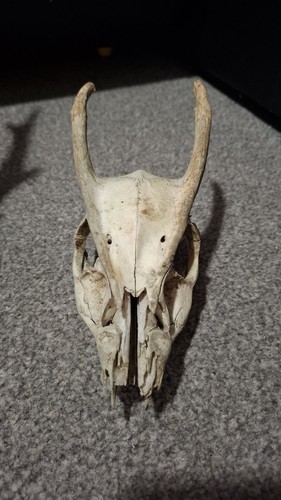 Muntjac real deer skull - deer,