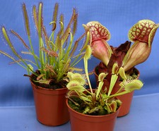 COLLECTION OF 3 CARNIVOROUS