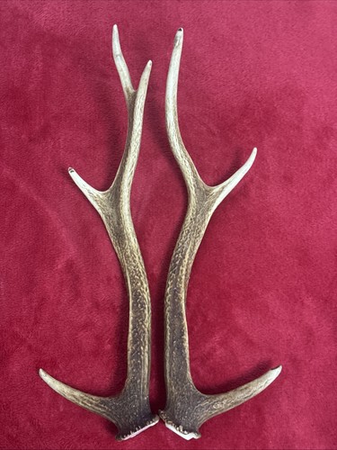 Pair sika deer antlers - pair, of