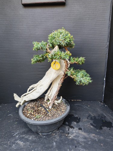 Tanuki juniper bonsai - ,