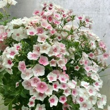 15 Phlox - Phlox Blushing Bride Seeds