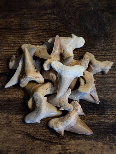 Real shark tooth - real,