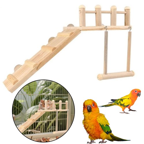 Pet cockatiel parrot bird - pet,