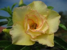 10 ADENIUM OBESUM LEMON GREEN