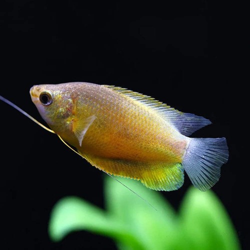 Pack sunset thicklip gourami - sunset,