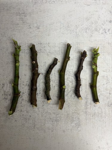 Fresh fig tree cuttings - fig,
