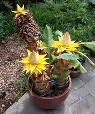 Hardy Banana Musa lasiocarpa