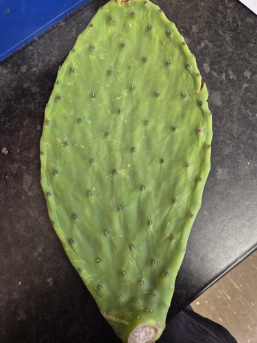 Prickly pear cactus pad