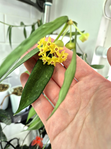 Rare hoya burmanica polyneura - burmanica,
