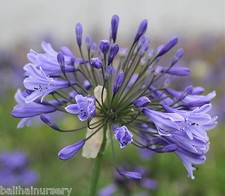 New Agapanthus Martine dark violet blue flowers garden plant ex 2 litrre pot