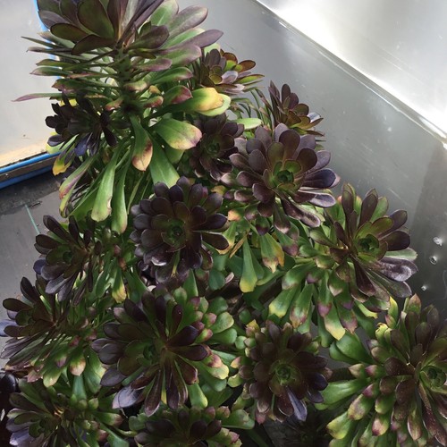 Aeonium atropurpureum fresh - aeonium,