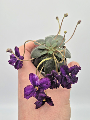 Rare micro miniature african - micro-miniature,