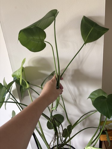 Indoor 40cm potted monstera - indoor,