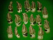 LADY AMHERST PHEASANT