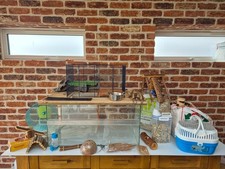 Large Deep Gerbilarium Gerbil