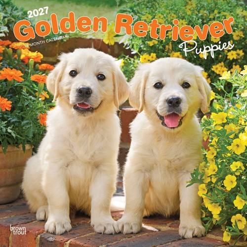 Golden retriever puppies 2027 - golden,