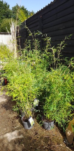 Bamboo fargesia obelisk - bamboo,