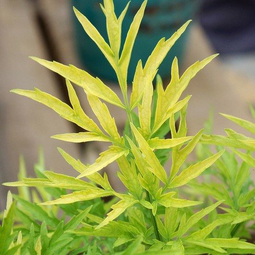 Sambucus nigra golden - nigra,
