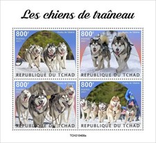 Siberian HUSKY DOGS / Sledge